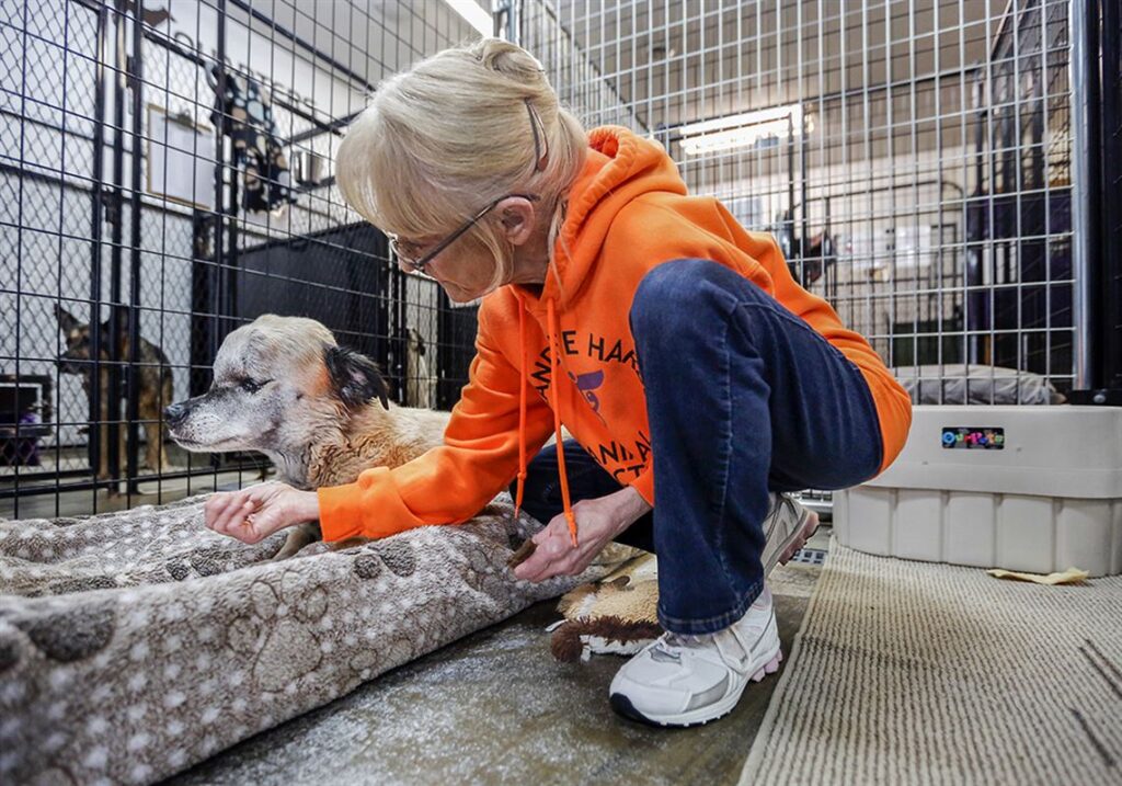 About Island Safe Harbor Animal Sanctuary, Inc
