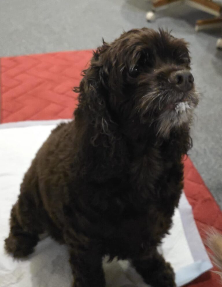 Buddy