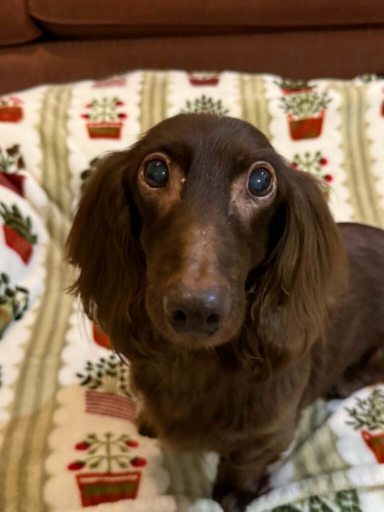 Buckeye
